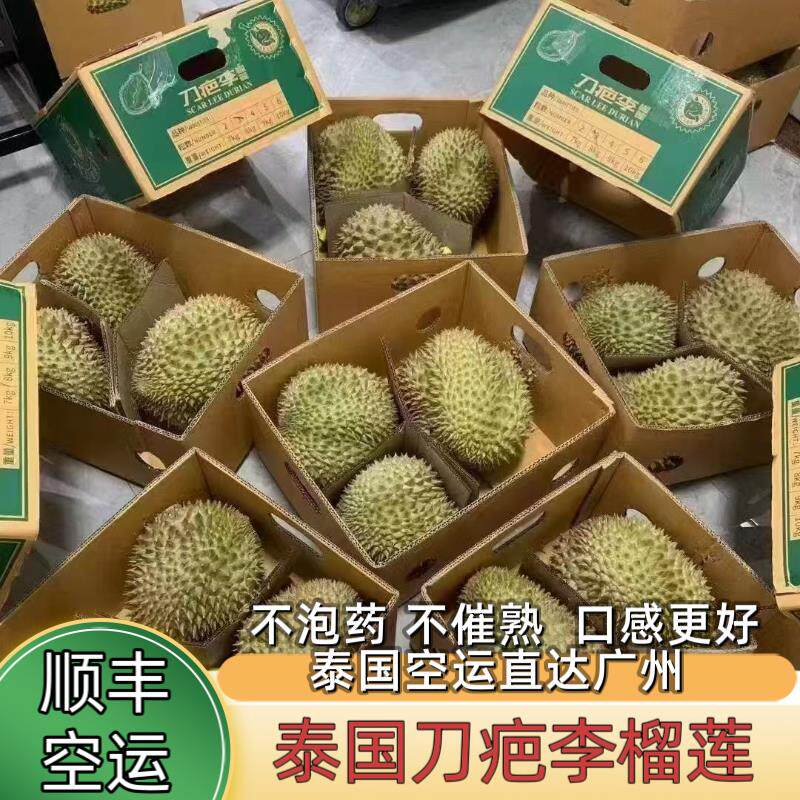 当季榴莲泰国刀疤李树上