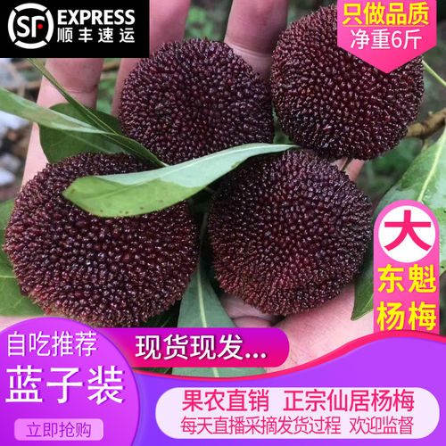8A正宗东魁杨梅顺丰高山