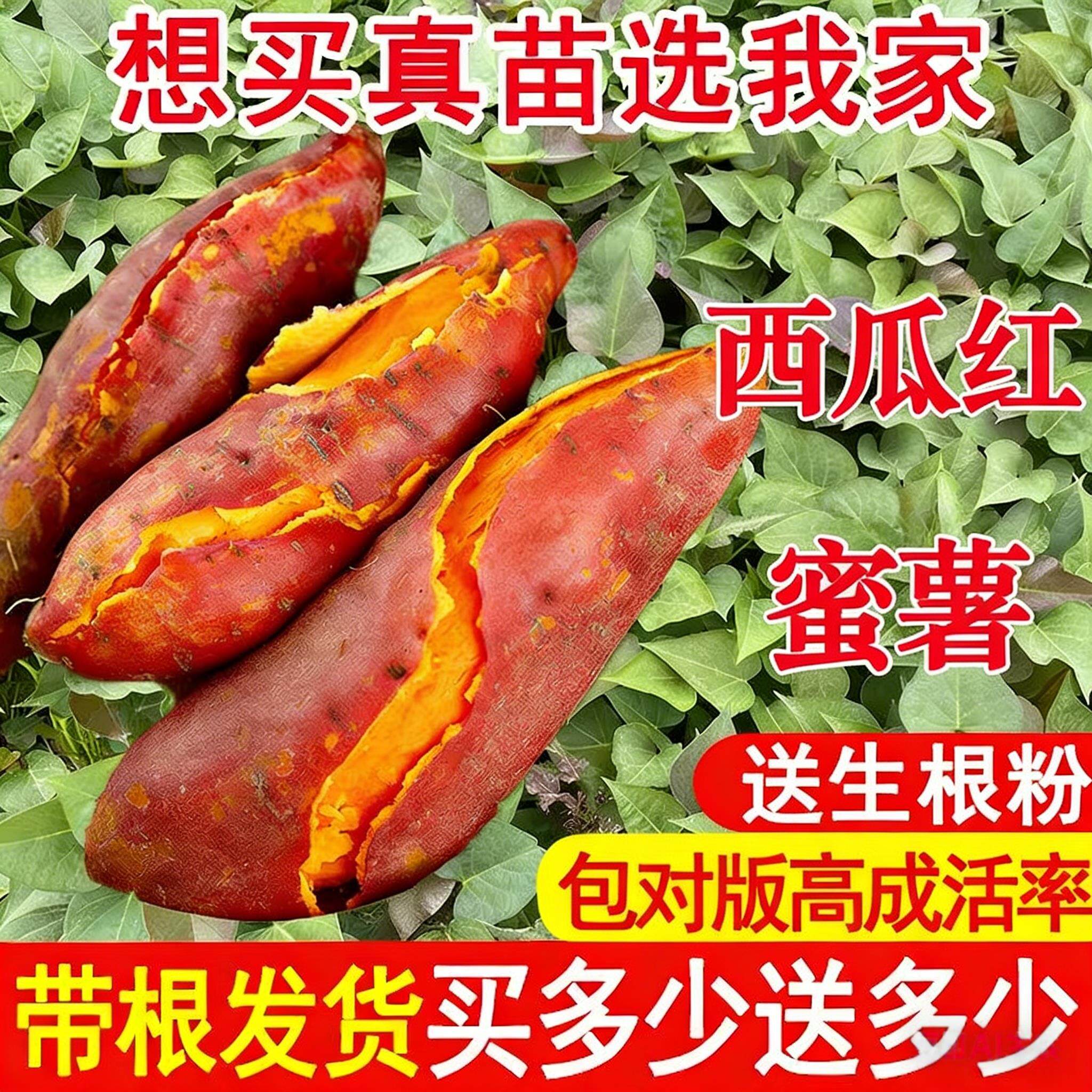正宗西瓜红红薯苗秧蜜薯