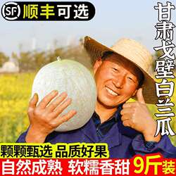 甘肃戈壁白兰瓜水果新鲜应当季瓜州银蒂网纹蜜瓜民勤甜瓜顺丰包邮