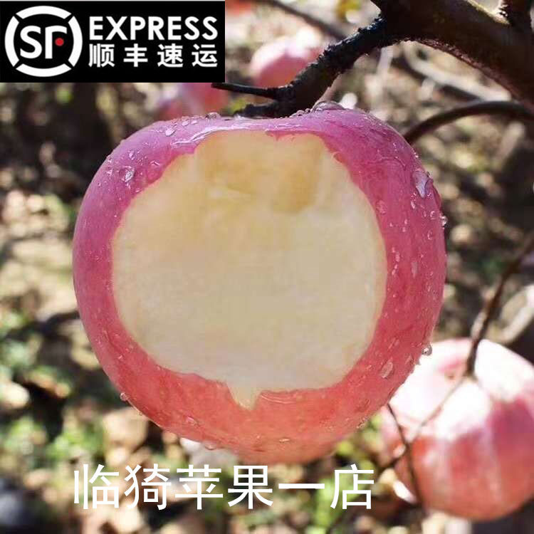 山西临猗早熟蜜脆红苹果现摘脆甜新鲜嘎啦水果中秋王丑苹果孕妇吃