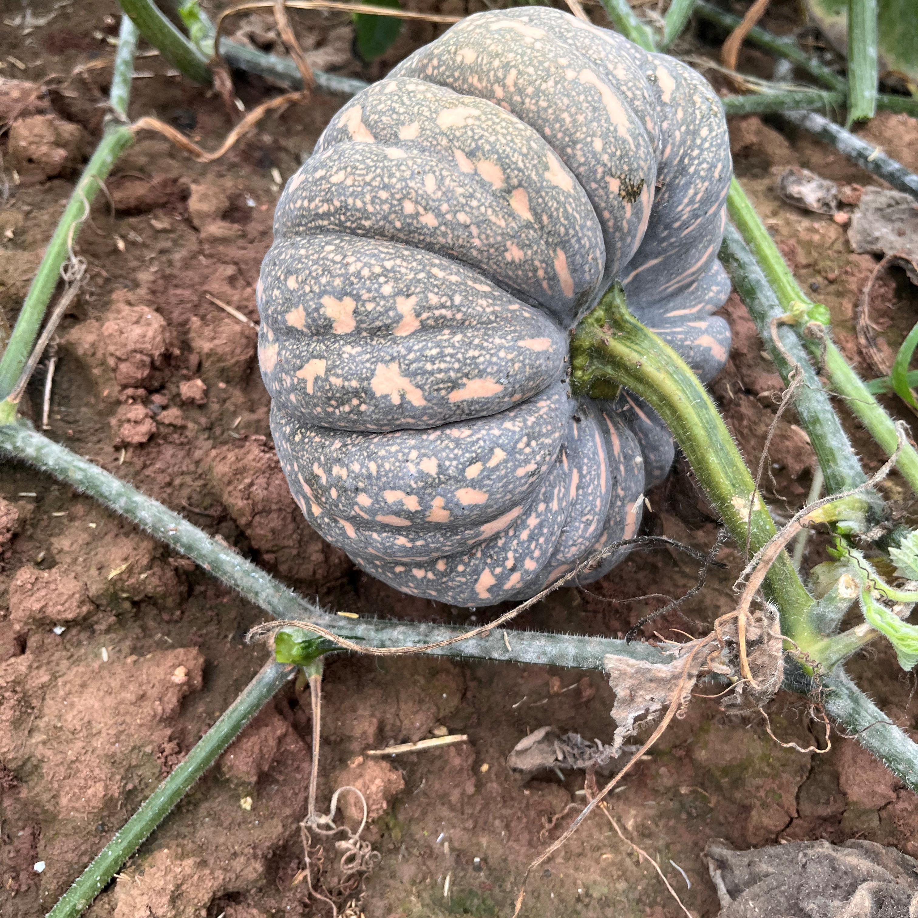 四川老品种馍馍小南瓜土