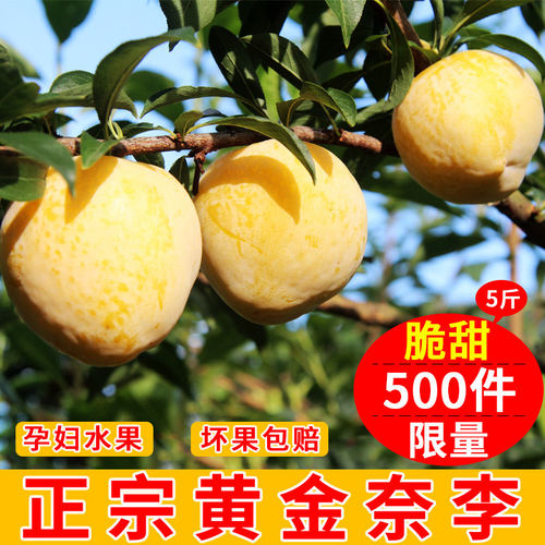 正宗黄金奈李恐龙蛋汝城