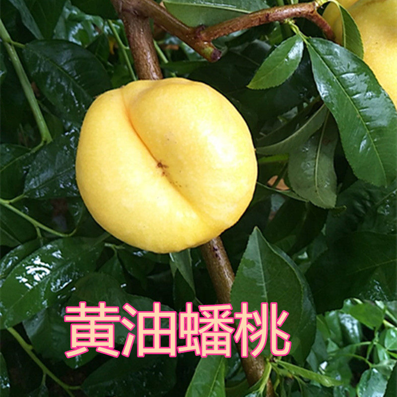 黄油蟠桃蒙阴蜜桃7-子顺