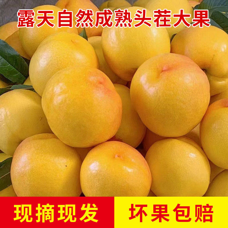 山东蒙阴黄油桃新鲜水果