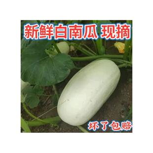 白南瓜白玉瓜时令蔬菜白吊瓜绞瓜南瓜北瓜笋瓜白瓜河南特产蒸包子