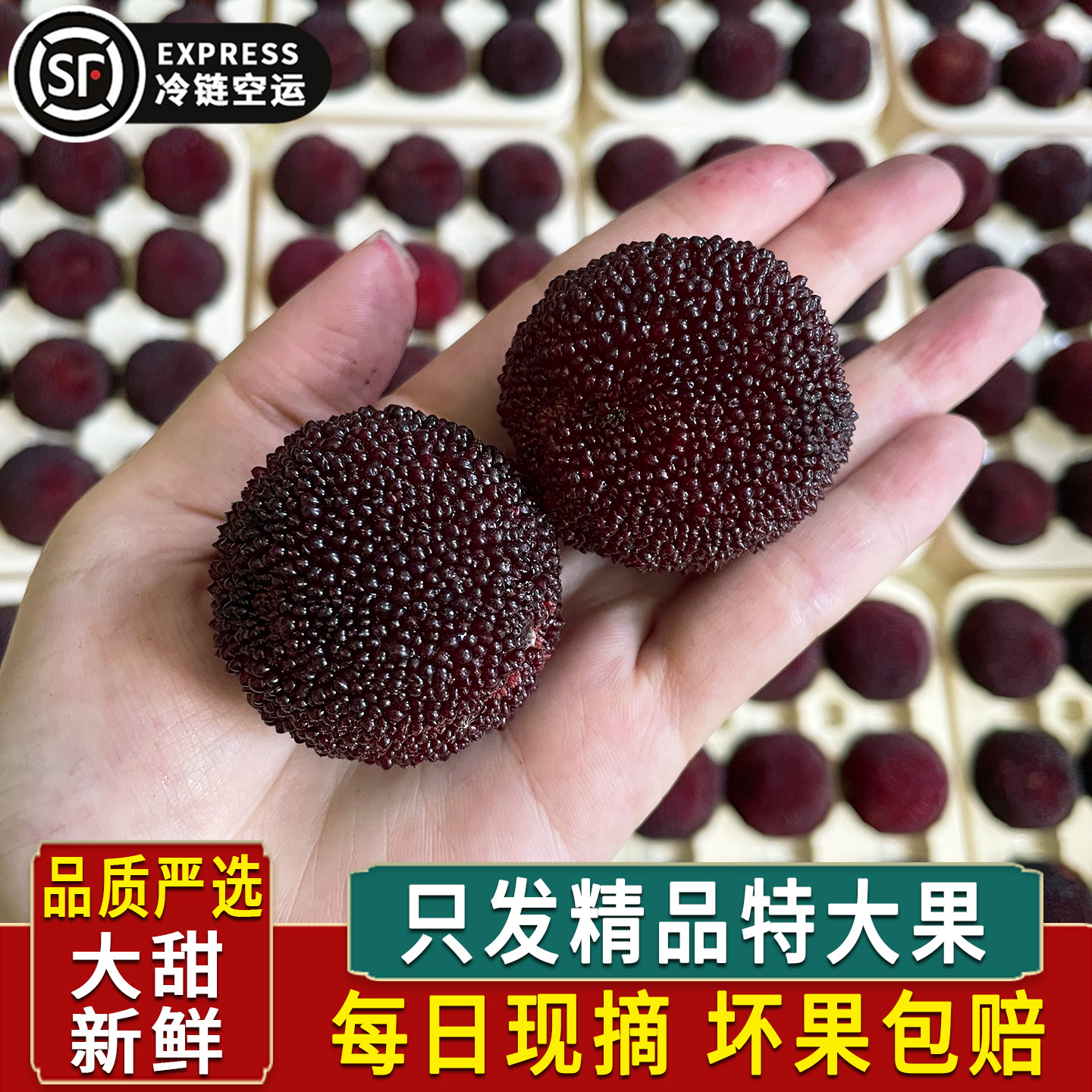 贡级果王正宗仙居杨梅新