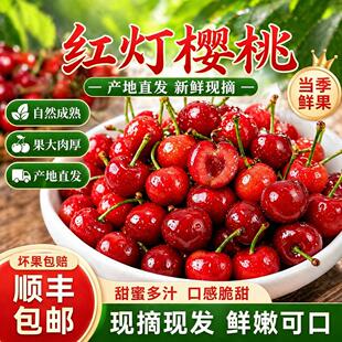 现货当季山东烟台大樱桃新鲜水果现摘发大红灯国产车厘子孕妇儿童