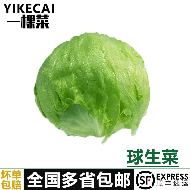 【YIKECAI】球生菜10斤新