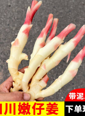 正宗四川新鲜红芽嫩姜嫩