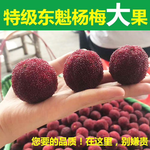 特级仙居杨梅新鲜浙江台