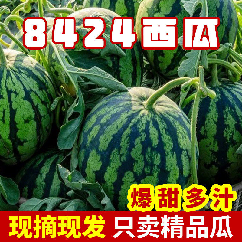 上海南汇8424西瓜黑籽正