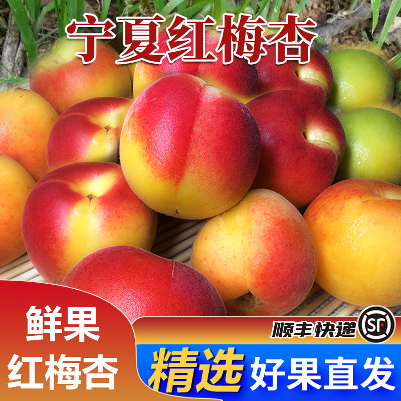 宁夏彭阳红梅杏新鲜头茬