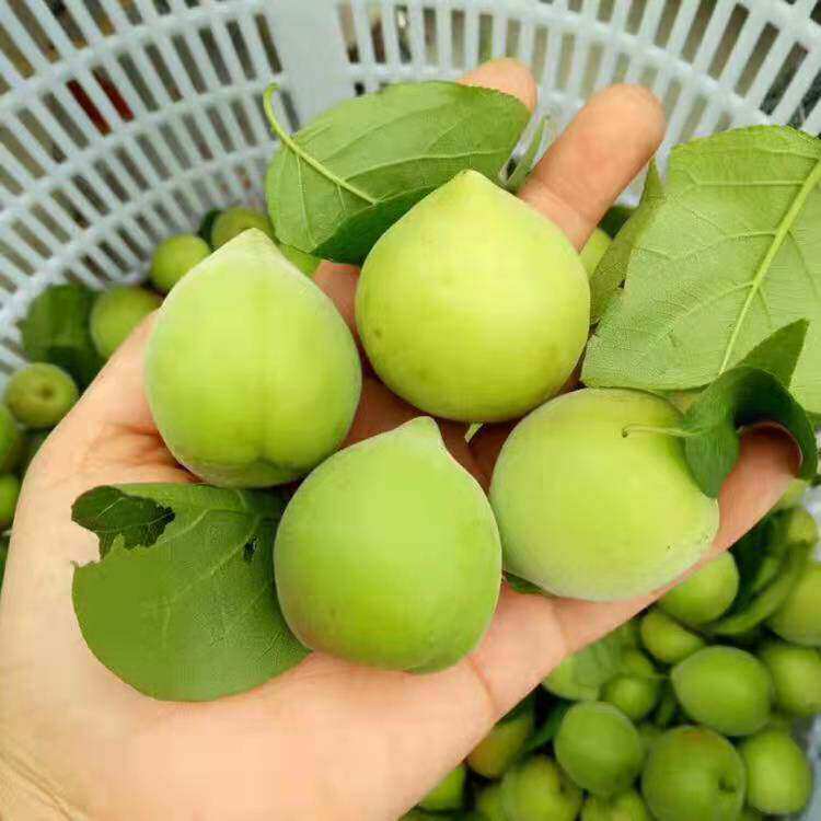 正宗诏安青梅新鲜酸子