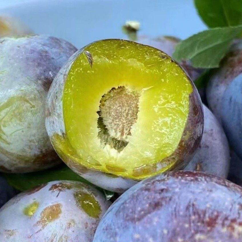 四川汶川脆红李脆甜脱骨李樱桃李孕妇新鲜水果5斤整箱包邮