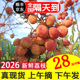 海南桂花香荔枝当季新鲜 早熟现货鲜采 孕妇水果现摘产地直发