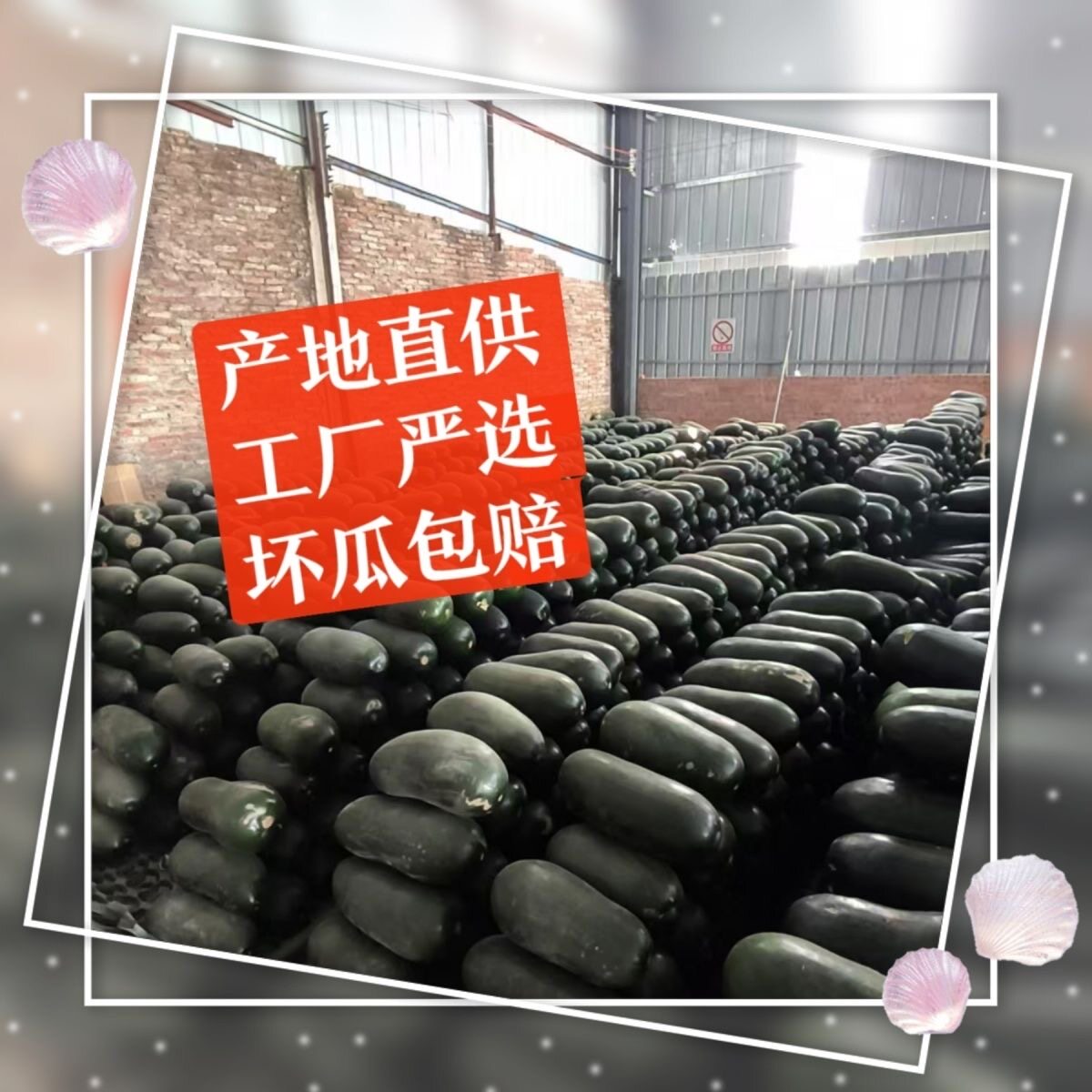 广东黑皮大冬瓜新鲜采摘