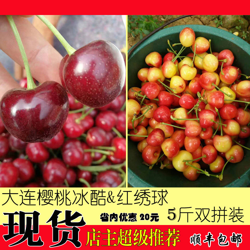 【冰库&红绣球】大连樱桃