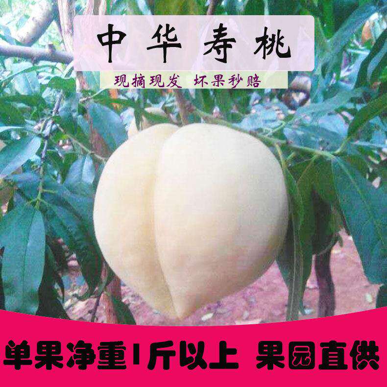 肥城桃中华寿桃大佛桃肥桃特大果中秋送礼山东特产脆桃新鲜水果甜