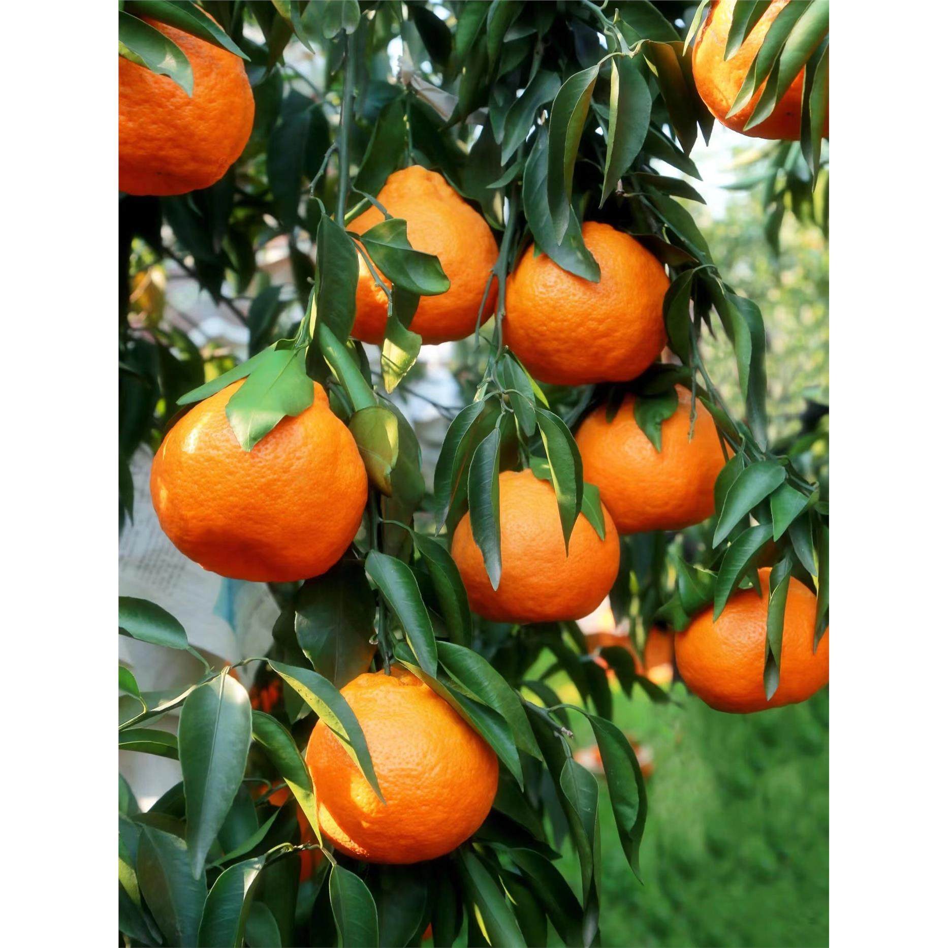 顺丰四川特级春见耙耙柑正宗粑粑柑当季新鲜水果杷杷橘甜,包装,水果包装,淘宝优惠券,粉丝福利购,淘宝优惠卷