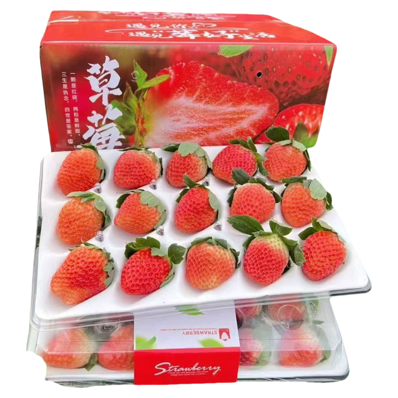 四川大凉山草莓四季冬草莓新鲜水果烘焙饮品糖葫芦量大优惠顺丰包