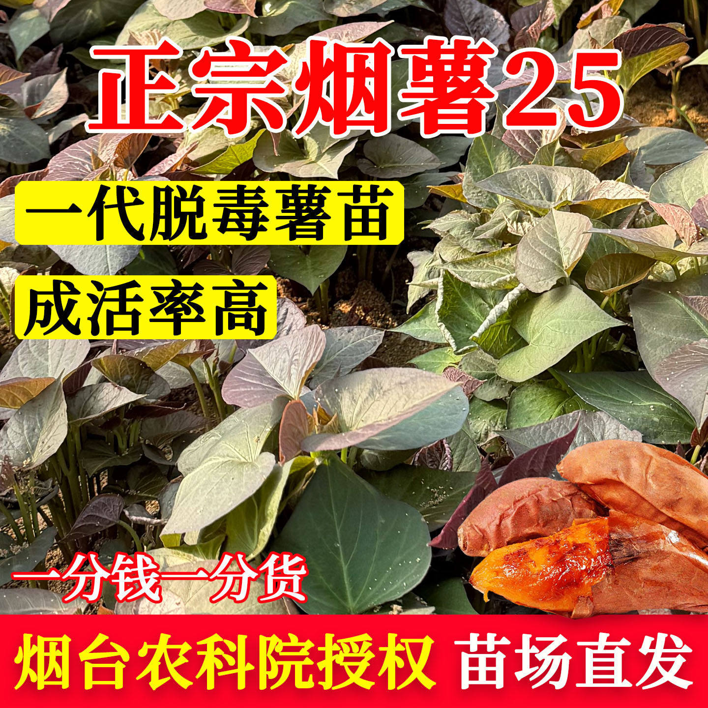 正宗山东烟薯25号红薯苗