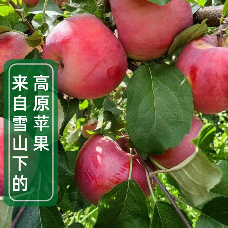 四川小金苹果四川阿坝州高原糖心红苹果红富士孕妇老人儿童水果11