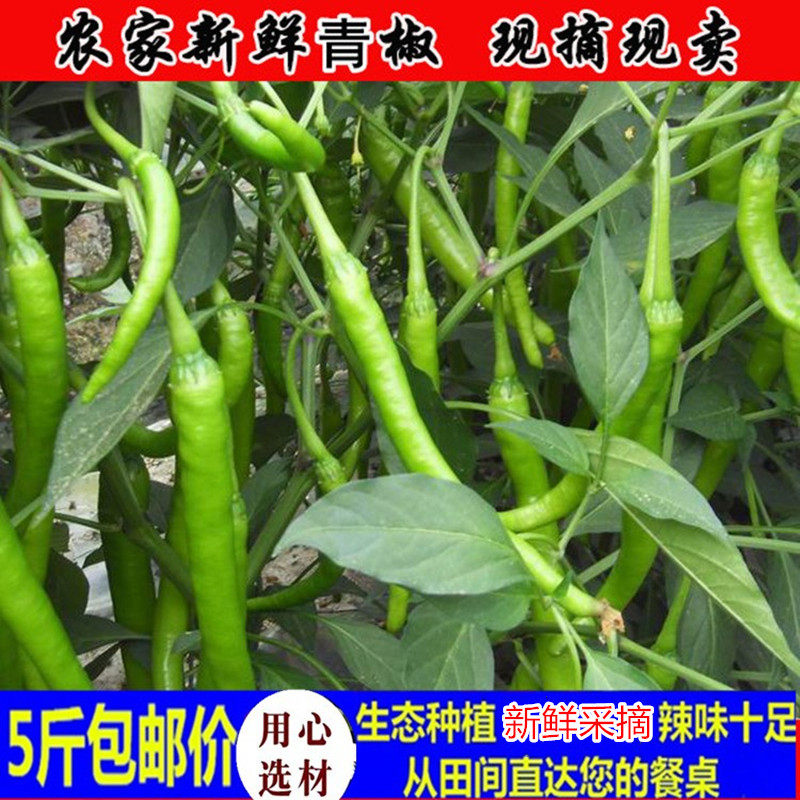 顺丰包邮5斤湖北农家特辣