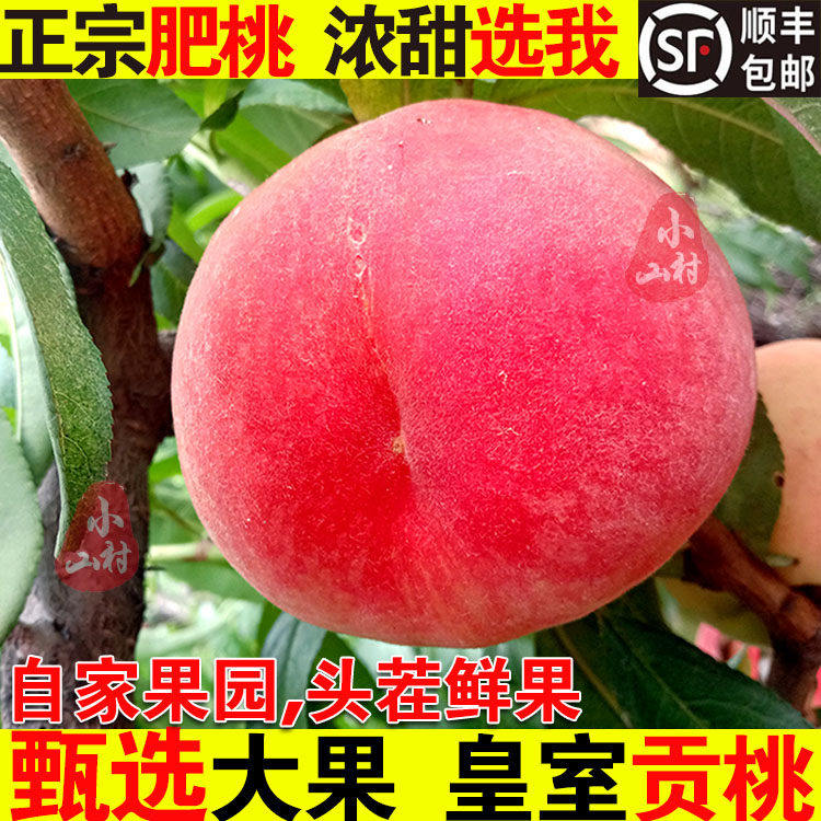 肥城桃新鲜桃子水果整箱