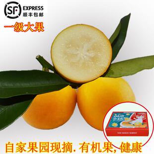 广西特产滑皮金钱桔新鲜应季水果5斤顺丰礼盒装一级大果