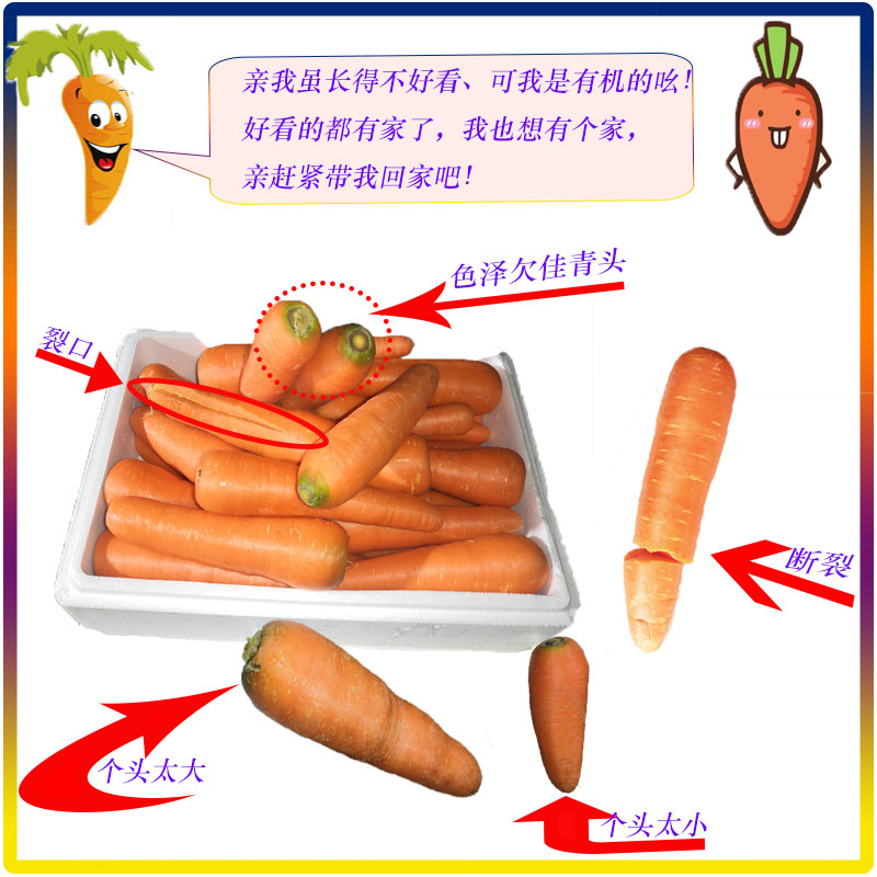 有机胡萝卜红B品基地种