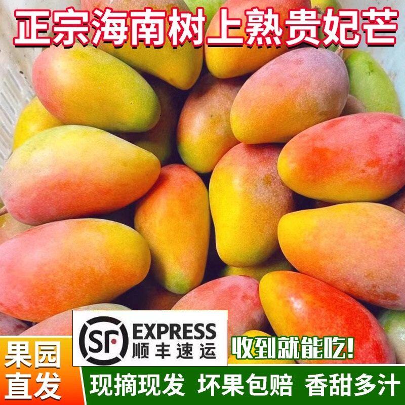 海南三亚树上熟贵妃芒果新鲜芒果精选特大热带水果礼盒装顺丰包邮