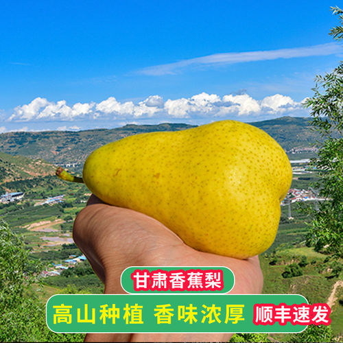 新鲜甘肃天水香蕉梨太婆