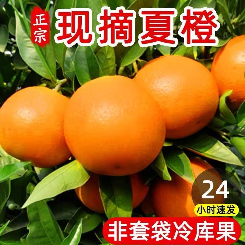 广西桂林新鲜夏橙小花皮