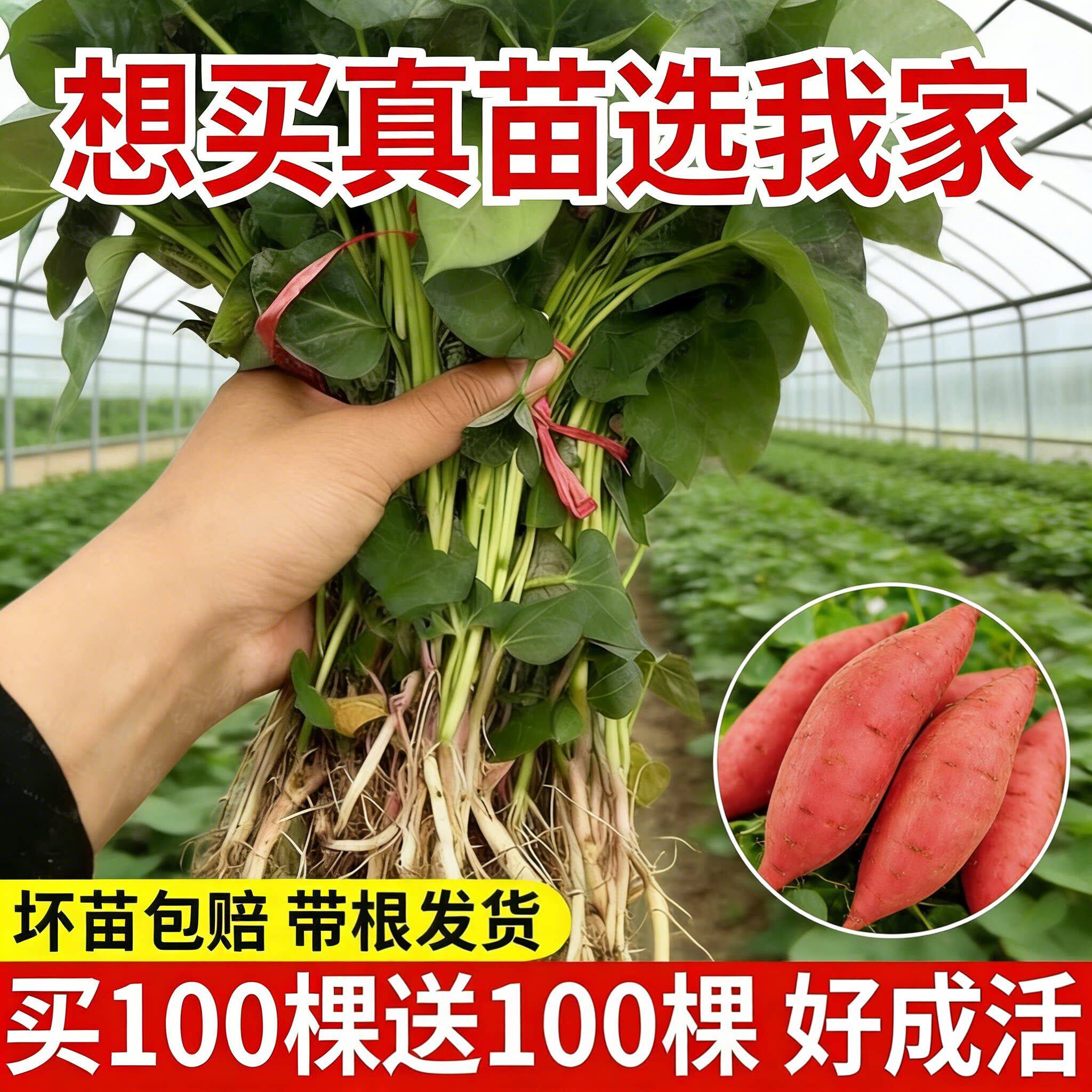 正宗西瓜红红薯苗种蜜薯
