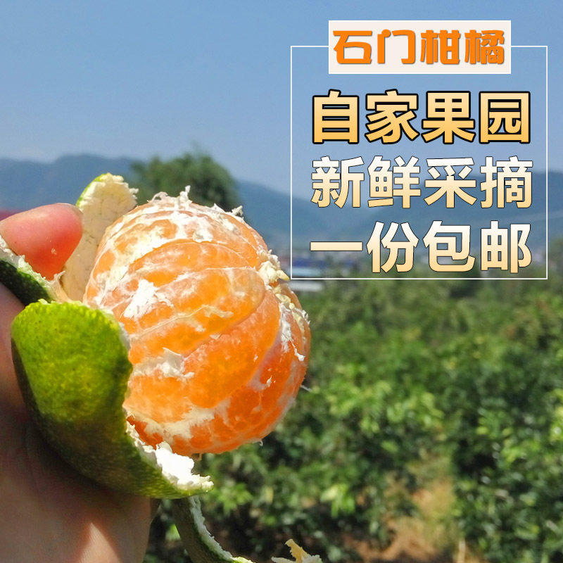 正宗石门秀坪柑橘常德蜜柑桔子新鲜水果特早蜜桔橘子皮薄孕妇水果