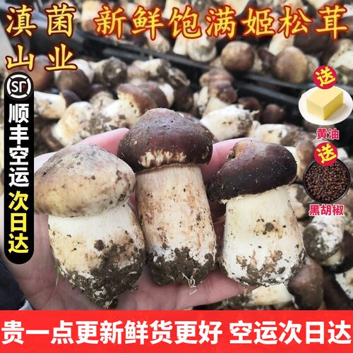 新鲜姬松茸精品云南山珍