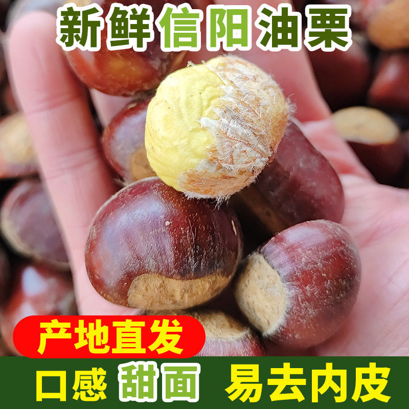 2025年信阳新鲜黄心油栗板栗生板栗栗子老树油栗甜面毛栗糖炒栗子