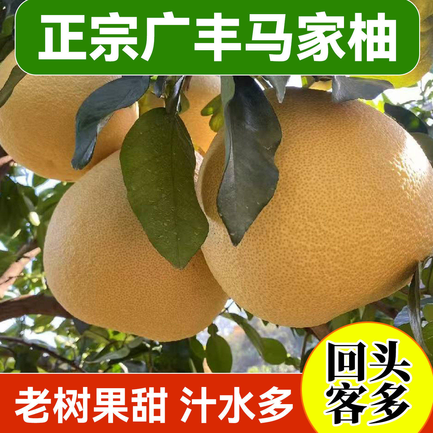江西广丰马家柚子现摘现