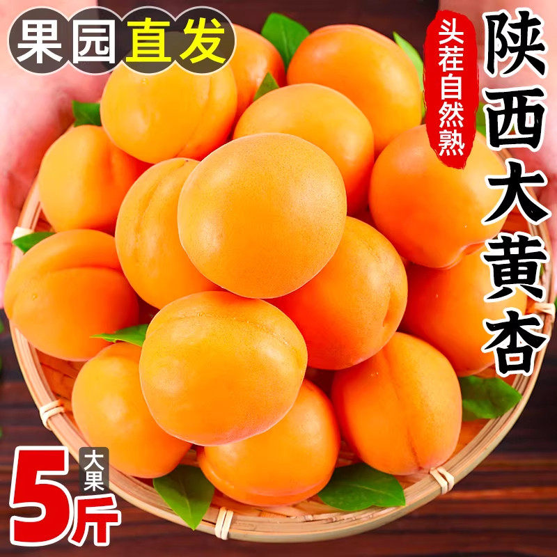 现摘大黄杏酸甜可口当季