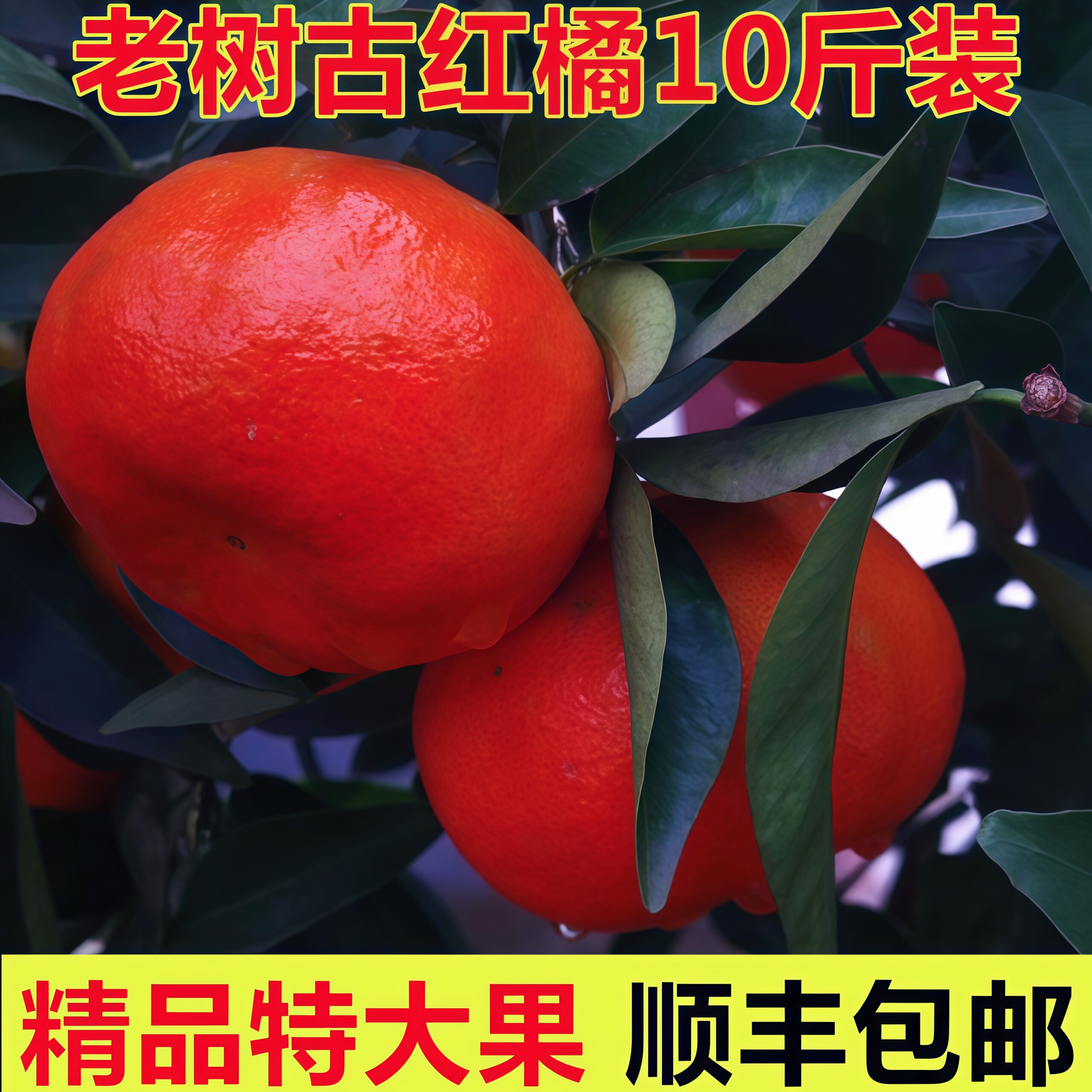 四川红橘万州古红桔大红
