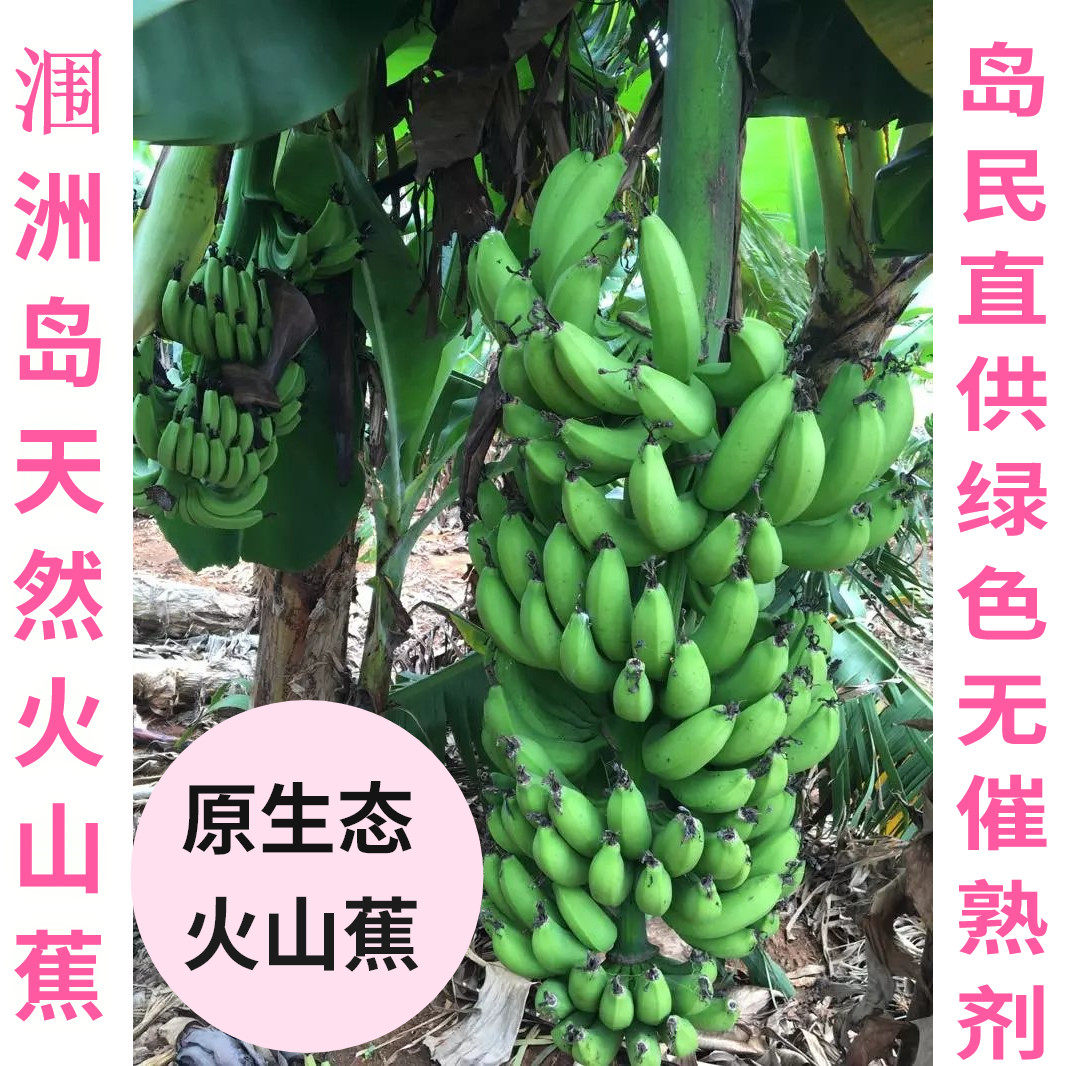 净5斤广西北海涠洲岛香蕉