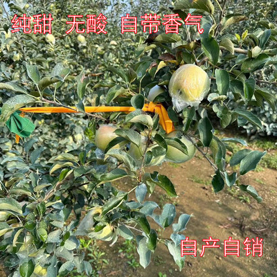 青岛宝山明月苹果日本青森当季酥脆多汁水蜜桃青苹果非王林包邮