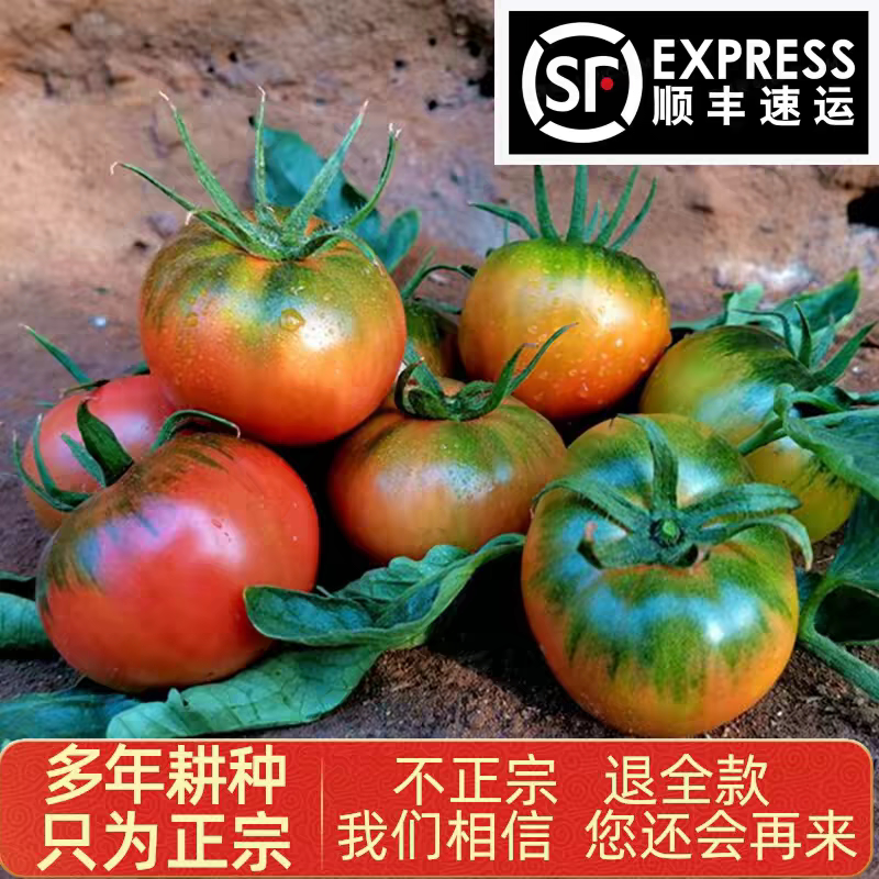 丹东铁皮草莓柿子自然熟