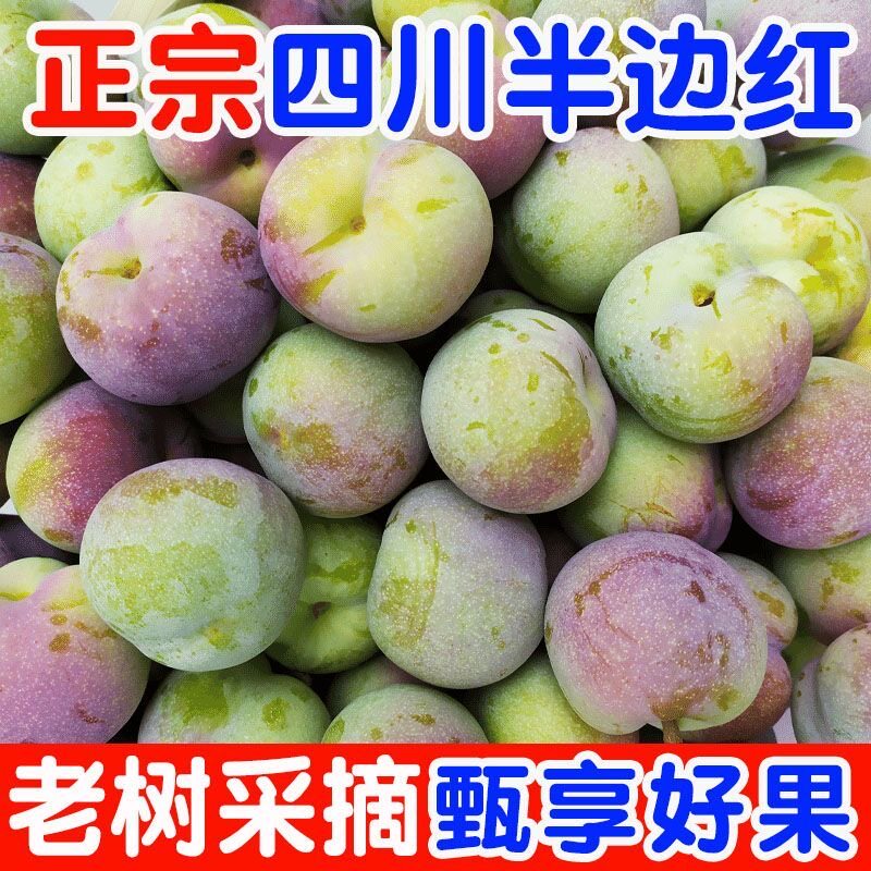 四川半边红脱骨李子脆应