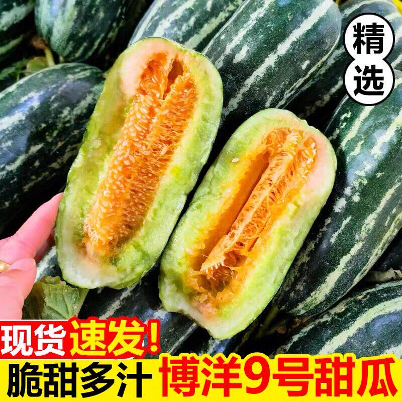 山东博洋9号头茬甜瓜当季