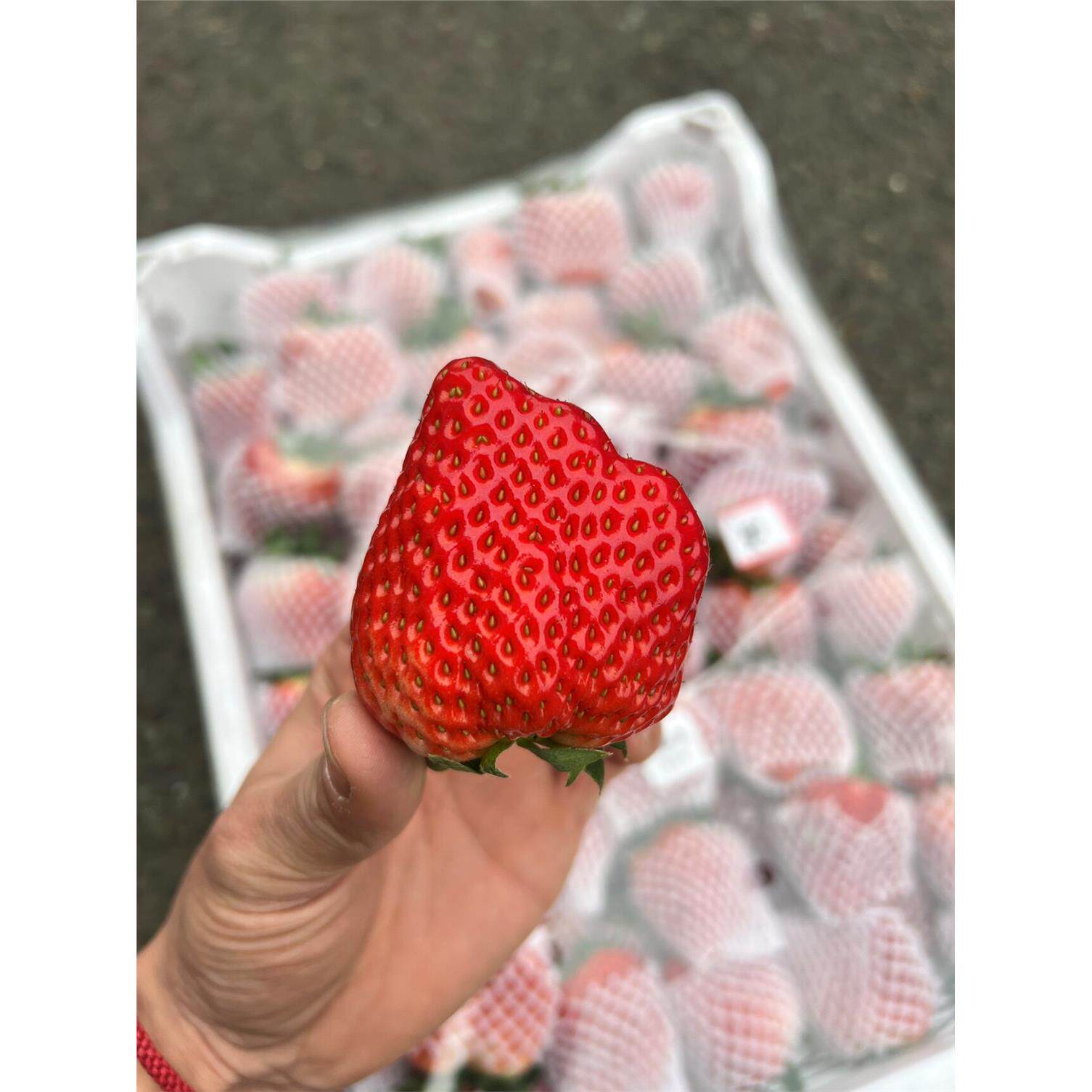 顺丰成都巧克力草莓扁扁果大果家庭装丑草莓当季新鲜水果重庆双福