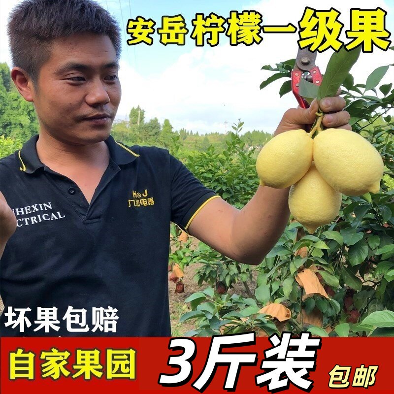 四川安岳产黄柠檬尤力克