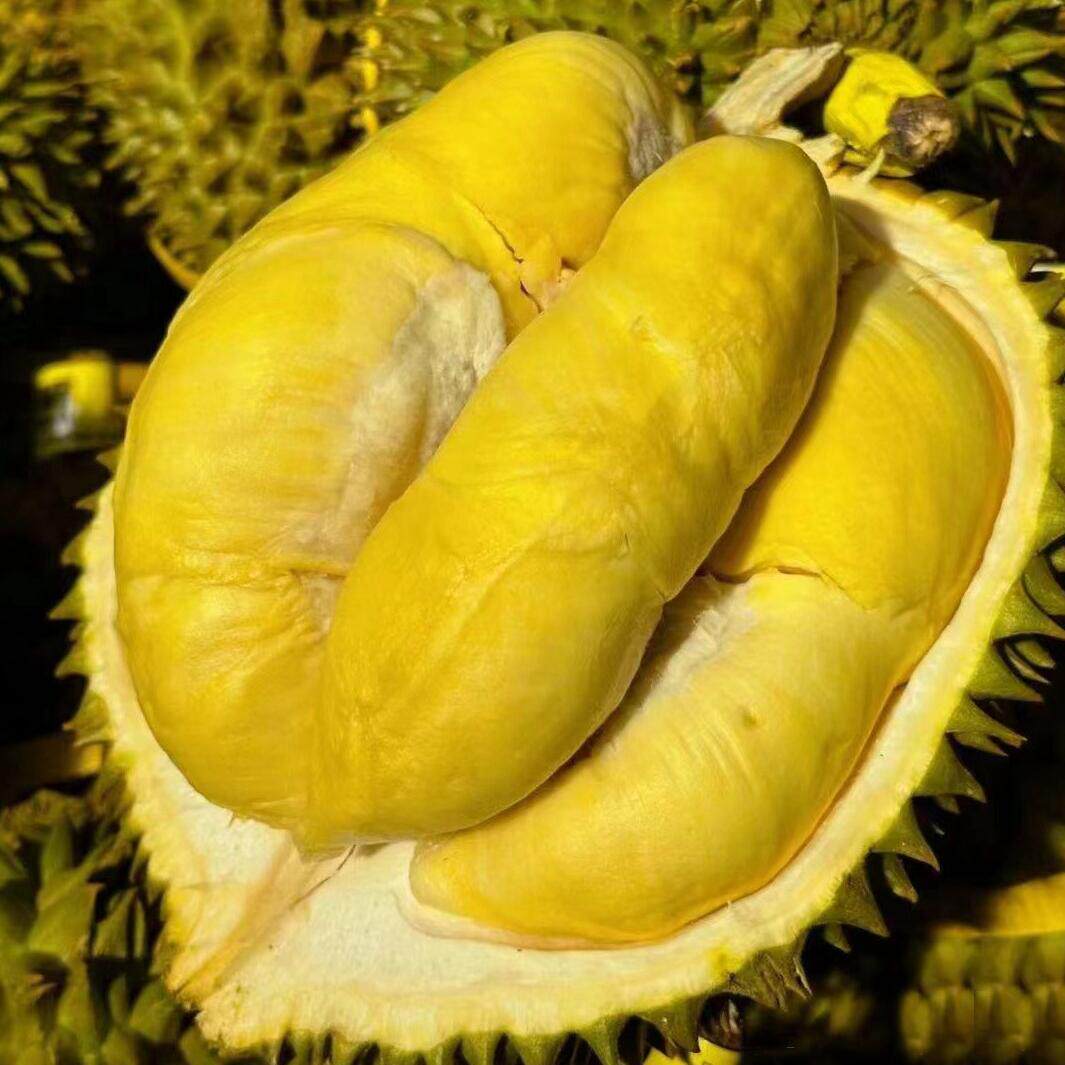 A级泰国金枕头榴莲老树