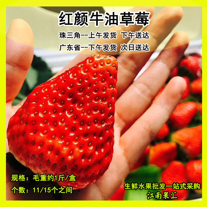 广州现发丹东99牛奶草莓新鲜盒装奶油红颜大草莓当季水果现摘包邮